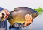 Prefeitura abre licitação para aquisição de peixes vivos para a 1ª Festa da Páscoa