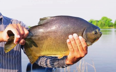 Prefeitura abre licitação para aquisição de peixes vivos para a 1ª Festa da Páscoa