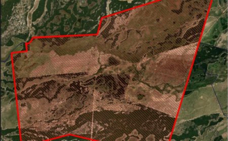 PF apura desmate de 1,1 mil hectares no Pantanal e mira fazenda investigada em Corumbá
