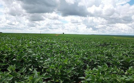Importação de fertilizantes cai quase 70% em MS e dólar pressiona safra 2026
