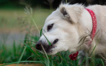 Por que cães e gatos comem grama? Entenda o comportamento dos pets