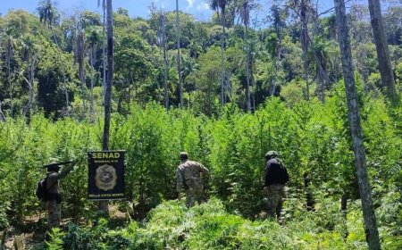 Operação na fronteira destrói 18 hectares de plantações de maconha
