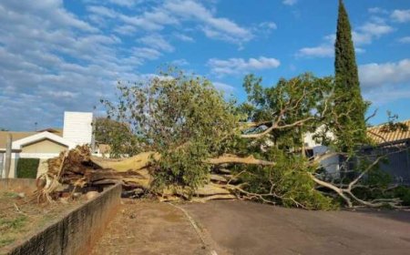 Remoção de Árvores em Campo Grande Pode Chegar a R$ 12 Mil