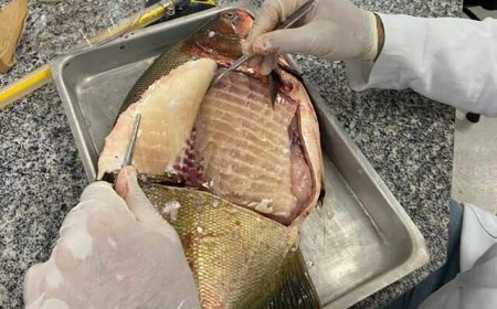 Bactéria Salmonella é Detectada em Viveiros de Peixes no Centro-Oeste