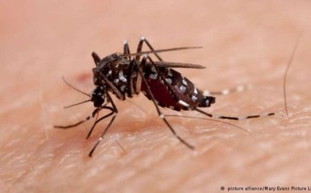 Mato Grosso do Sul lidera ranking nacional de incidência de chikungunya
