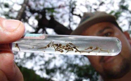 Sétima Morte por Chikungunya Confirmada em Mato Grosso do Sul