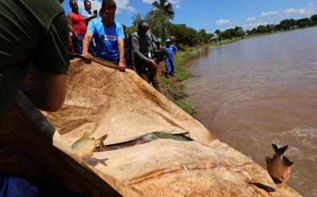 Dourados Recebe 2ª Festa da Páscoa com Soltura de 3 Toneladas de Peixes