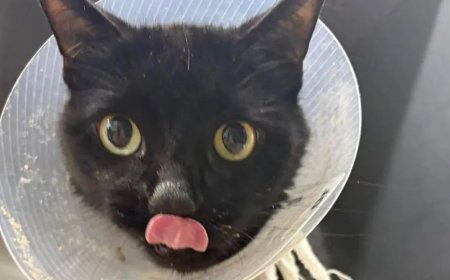 Gata Operada na Flórida Encontrou 26 Elásticos de Cabelo em Seu Intestino