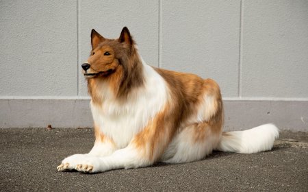 Japonês se transforma em Collie com fantasia ultrarrealista