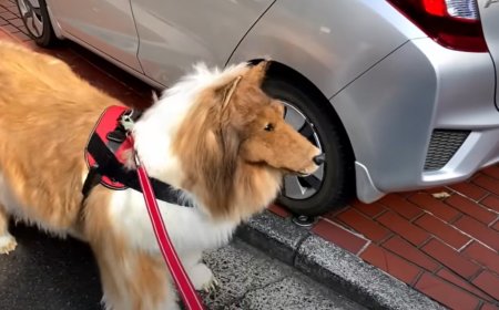 Japonês Gasta R$ 75 Mil em Fantasia de Cachorro e Faz Primeiro Passeio