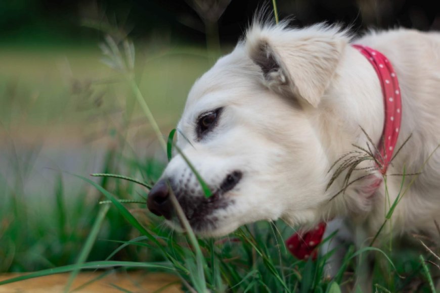 Por que cães e gatos comem grama? Entenda o comportamento dos pets
