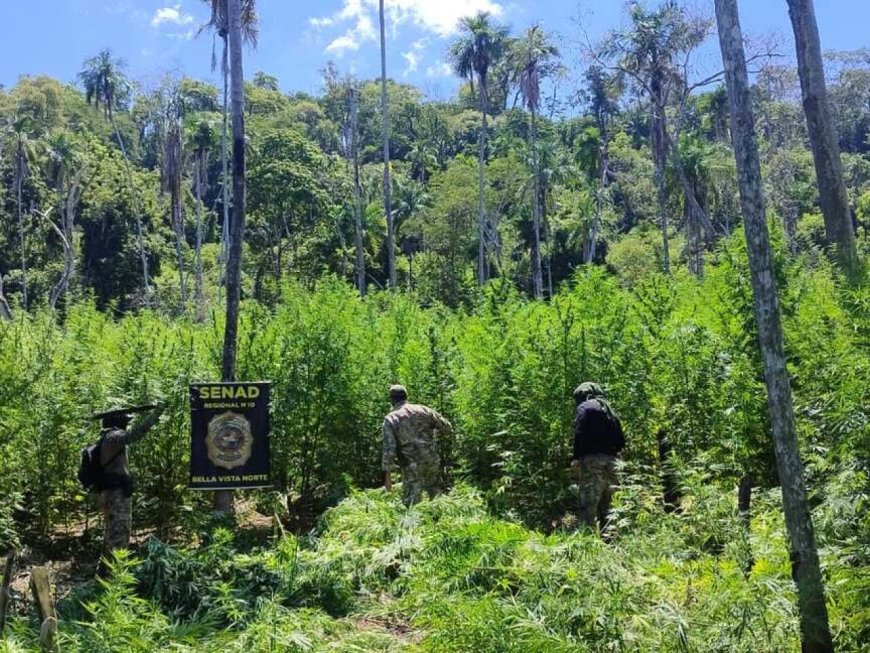 Operação na fronteira destrói 18 hectares de plantações de maconha