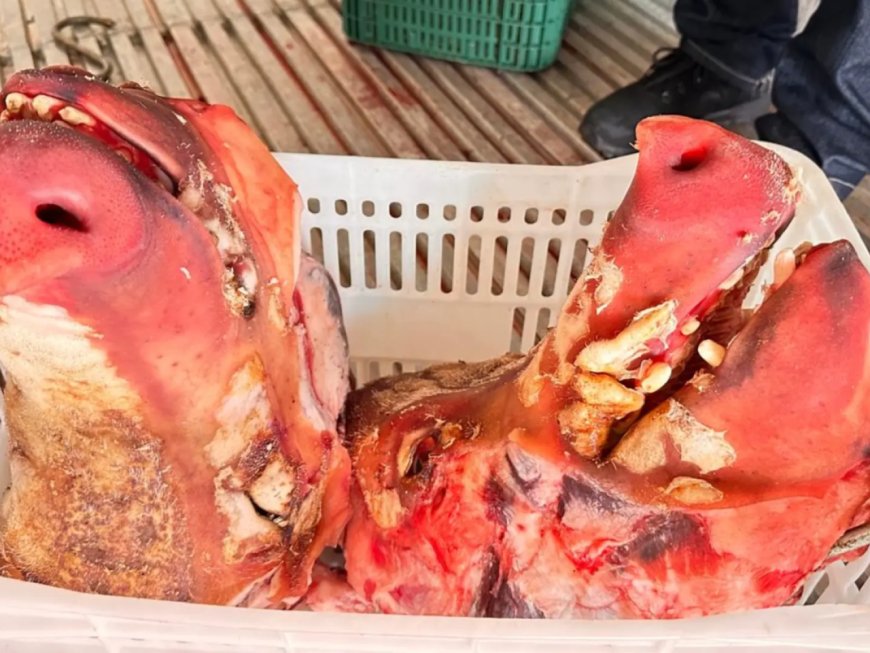 Quatro Toneladas de Carne Imprópria Apreendidas em Dourados