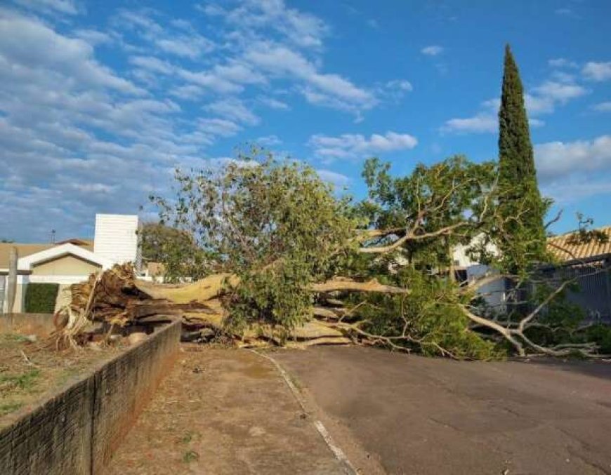 Remoção de Árvores em Campo Grande Pode Chegar a R$ 12 Mil