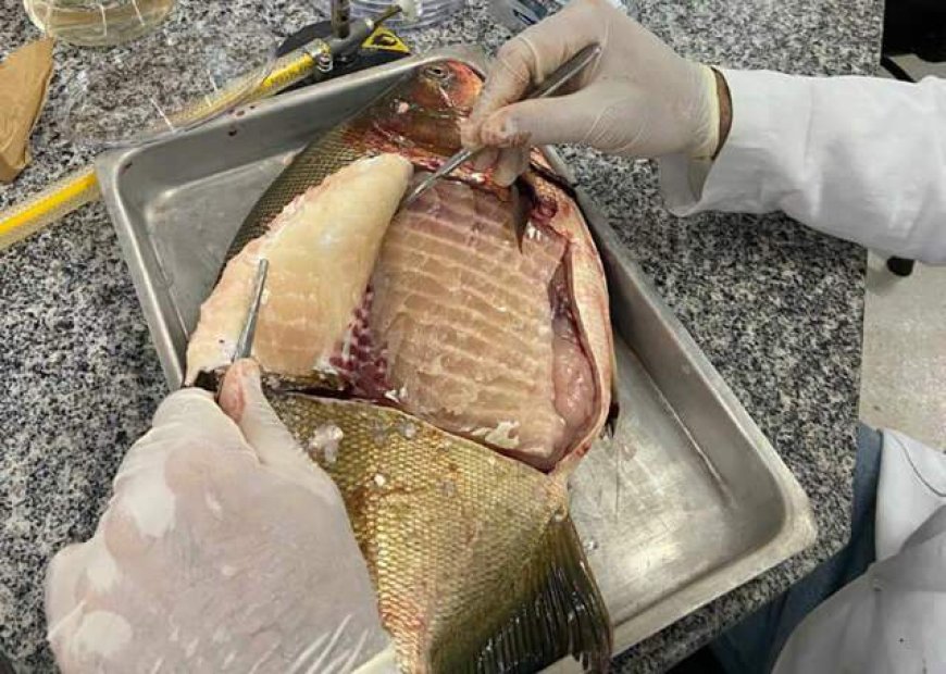 Bactéria Salmonella é Detectada em Viveiros de Peixes no Centro-Oeste