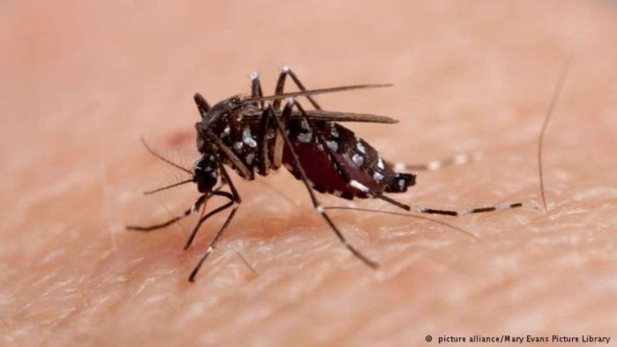 Mato Grosso do Sul lidera ranking nacional de incidência de chikungunya