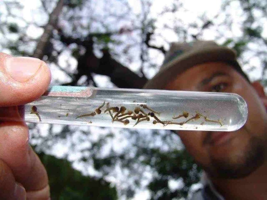 Sétima Morte por Chikungunya Confirmada em Mato Grosso do Sul