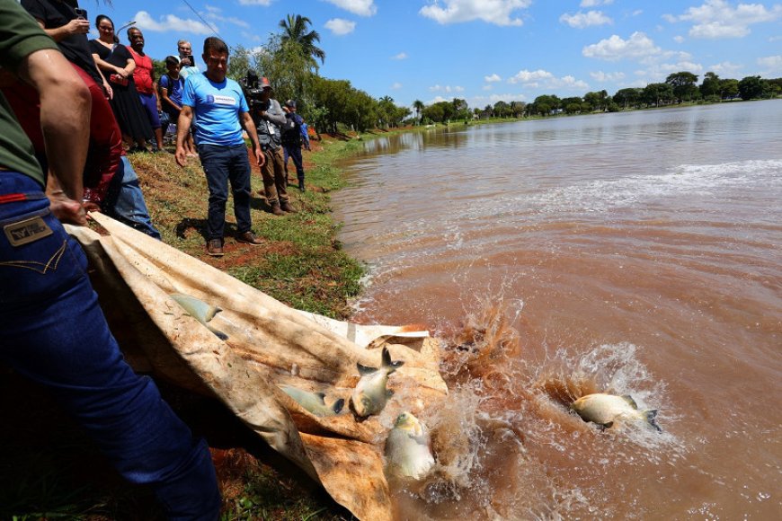 Prefeitura de Dourados Soltou 3 Toneladas de Peixes no Parque