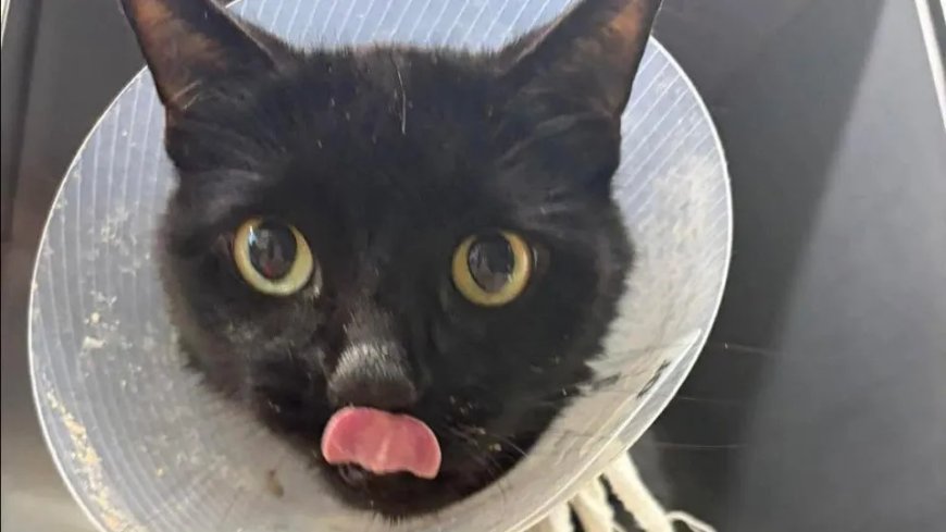 Gata Operada na Flórida Encontrou 26 Elásticos de Cabelo em Seu Intestino