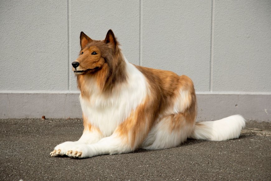 Japonês se transforma em Collie com fantasia ultrarrealista