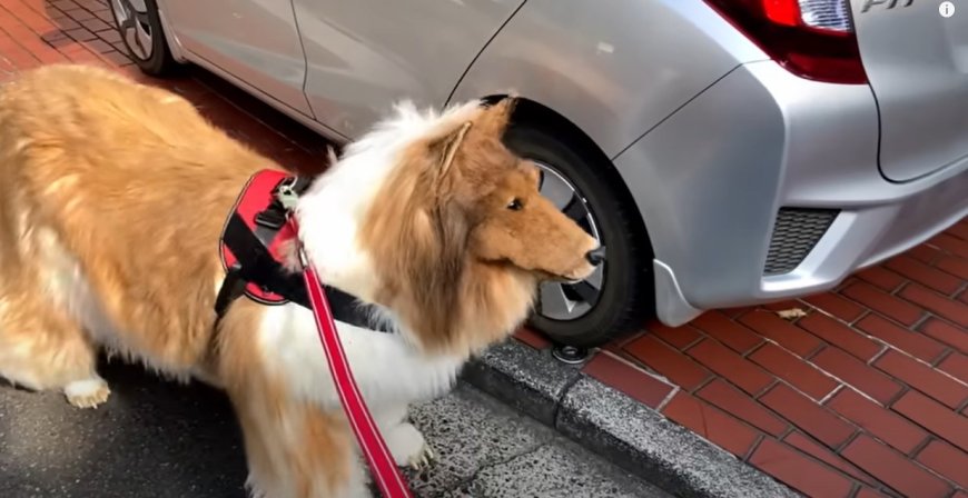 Japonês Gasta R$ 75 Mil em Fantasia de Cachorro e Faz Primeiro Passeio
