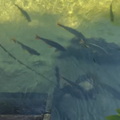 Pescadora Flagra Sucuri Tentando Pegar Peixe no Rio Formoso em Bonito