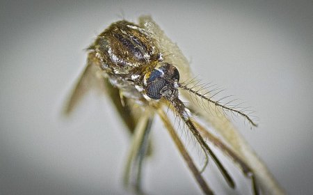 Casos prováveis de Chikungunya superam 3,6 mil em Mato Grosso do Sul