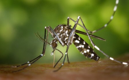 Chikungunya: Dourados Registra 1.198 Casos Confirmados