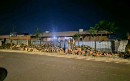Seis Árvores Cortadas em Campo Grande