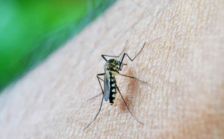 Chikungunya em Dourados: Mapeamento Mostra Bairros com Maior Incidência