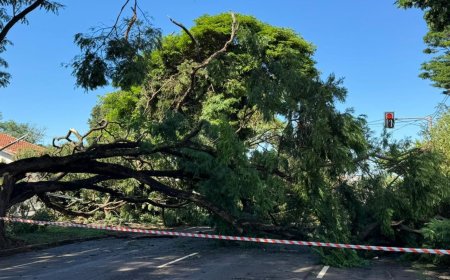 Galhos de árvore caem em Campo Grande e deixam moradores sem energia