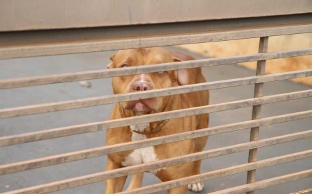 Criança de 9 anos sofre ataque de Pitbull e fica gravemente ferida em MS
