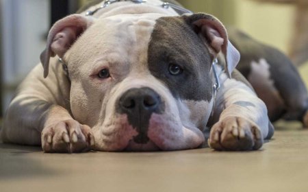 Cão Pitbull Ataca e Fere Cachorro em Campo Grande