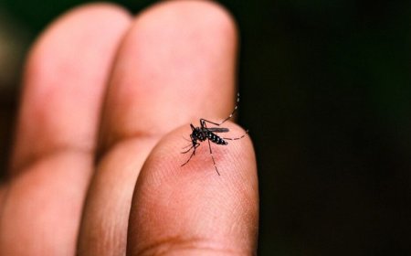 Mortes por Chikungunya Chegam a 10 em MS