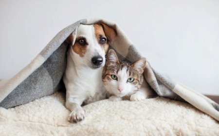 Nova Lei Cria 'Guarda Compartilhada' de Pets Após Separação