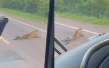 Onça-pintada é encontrada morta na BR-262, conhecida como 'Estrada da morte'