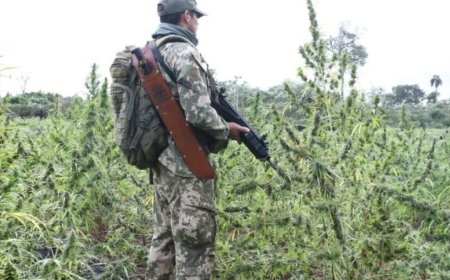 Operação Conjunta Entre Paraguai e Brasil Erradica 300 Toneladas de Maconha