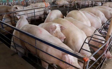 MS consolida avanço da suinocultura com crescimento de 50%