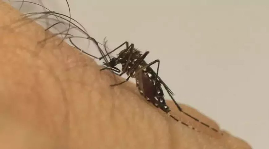 Corumbá registra primeira morte suspeita de dengue em 2026