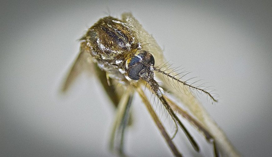 Casos prováveis de Chikungunya superam 3,6 mil em Mato Grosso do Sul
