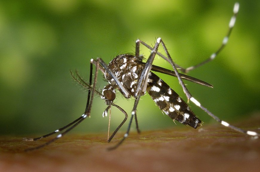 Chikungunya: Dourados Registra 1.198 Casos Confirmados