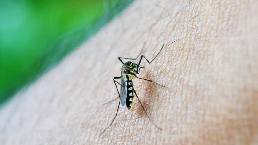 Chikungunya em Dourados: Mapeamento Mostra Bairros com Maior Incidência