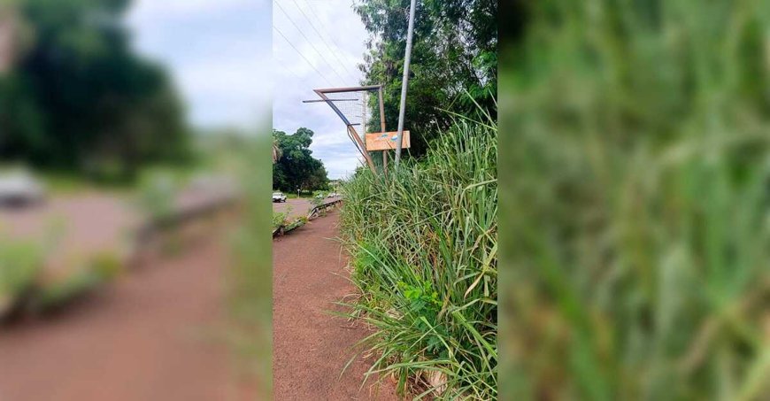 Ciclovias em Campo Grande: Mato Toma Conta de Pistas e Ciclistas Sofrem
