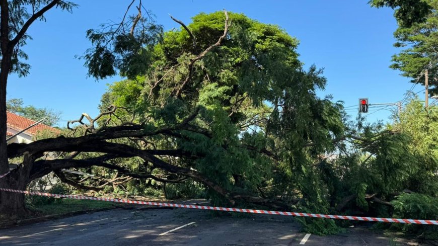 Galhos de árvore caem em Campo Grande e deixam moradores sem energia