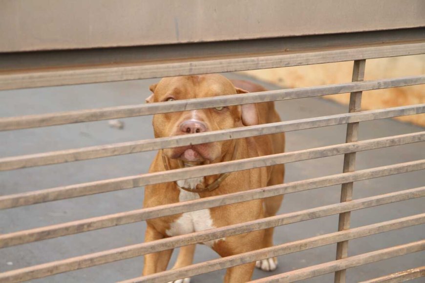 Criança de 9 anos sofre ataque de Pitbull e fica gravemente ferida em MS