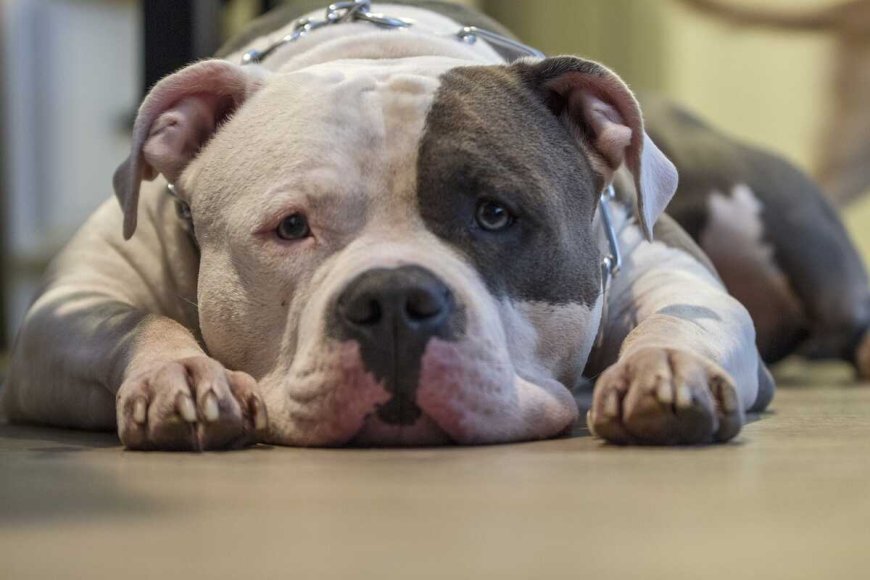 Cão Pitbull Ataca e Fere Cachorro em Campo Grande