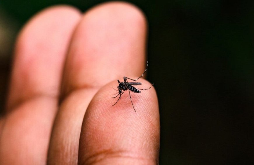 Mortes por Chikungunya Chegam a 10 em MS