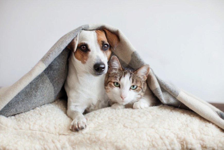 Nova Lei Cria 'Guarda Compartilhada' de Pets Após Separação