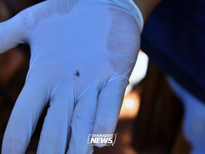 Dourados Ultrpassa 5 Mil Casos de Chikungunya e Registra 8 Mortes