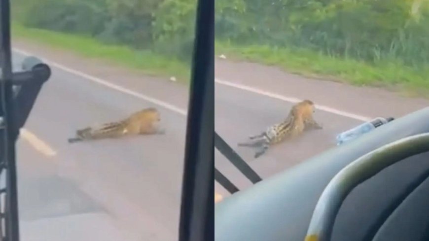 Onça-pintada é encontrada morta na BR-262, conhecida como 'Estrada da morte'